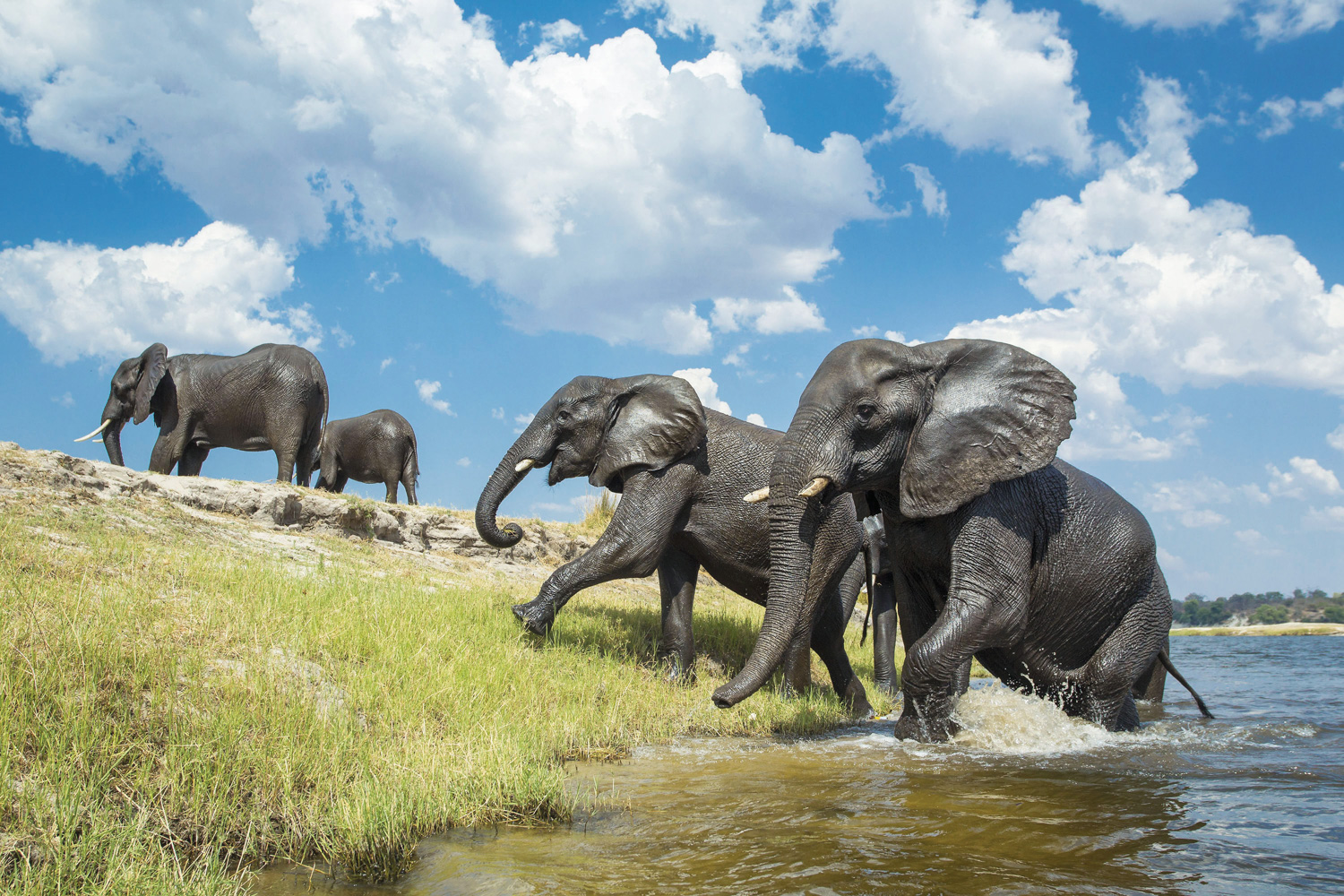 Chobe-Riverfront-Wildlife-Scenery-