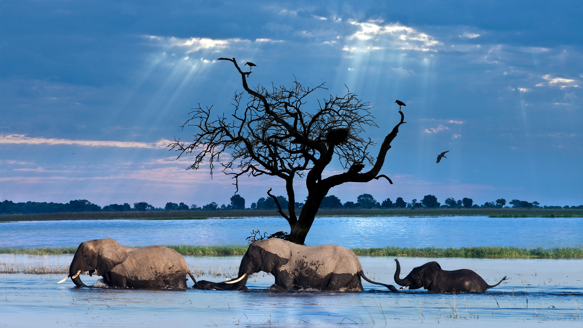 Elephant3
