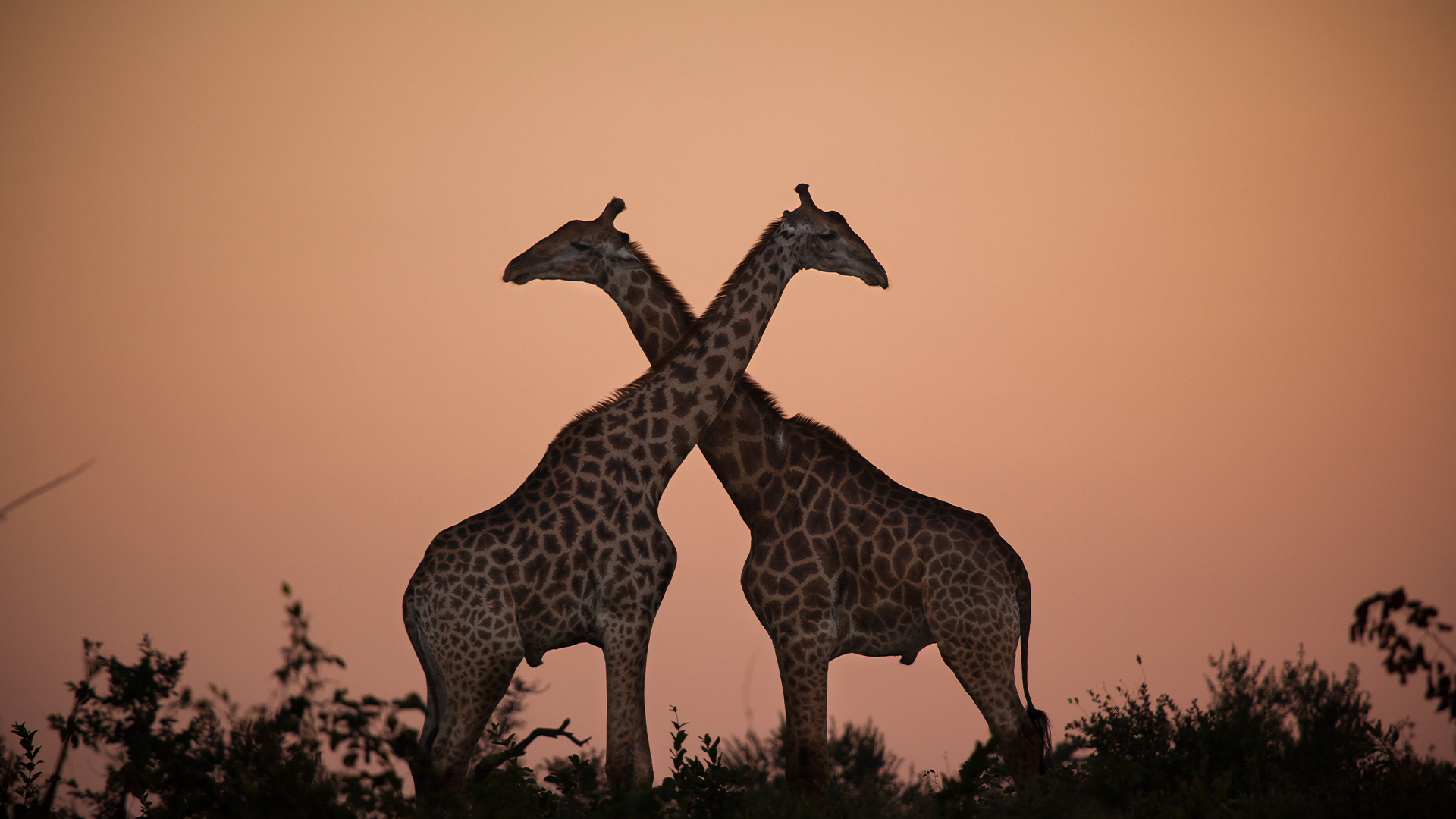 Giraffe2