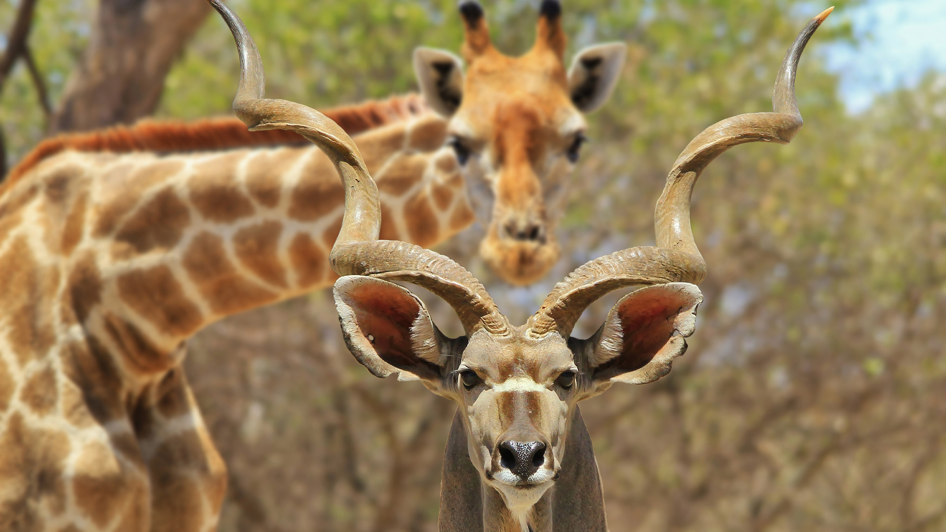 Giraffe6-1
