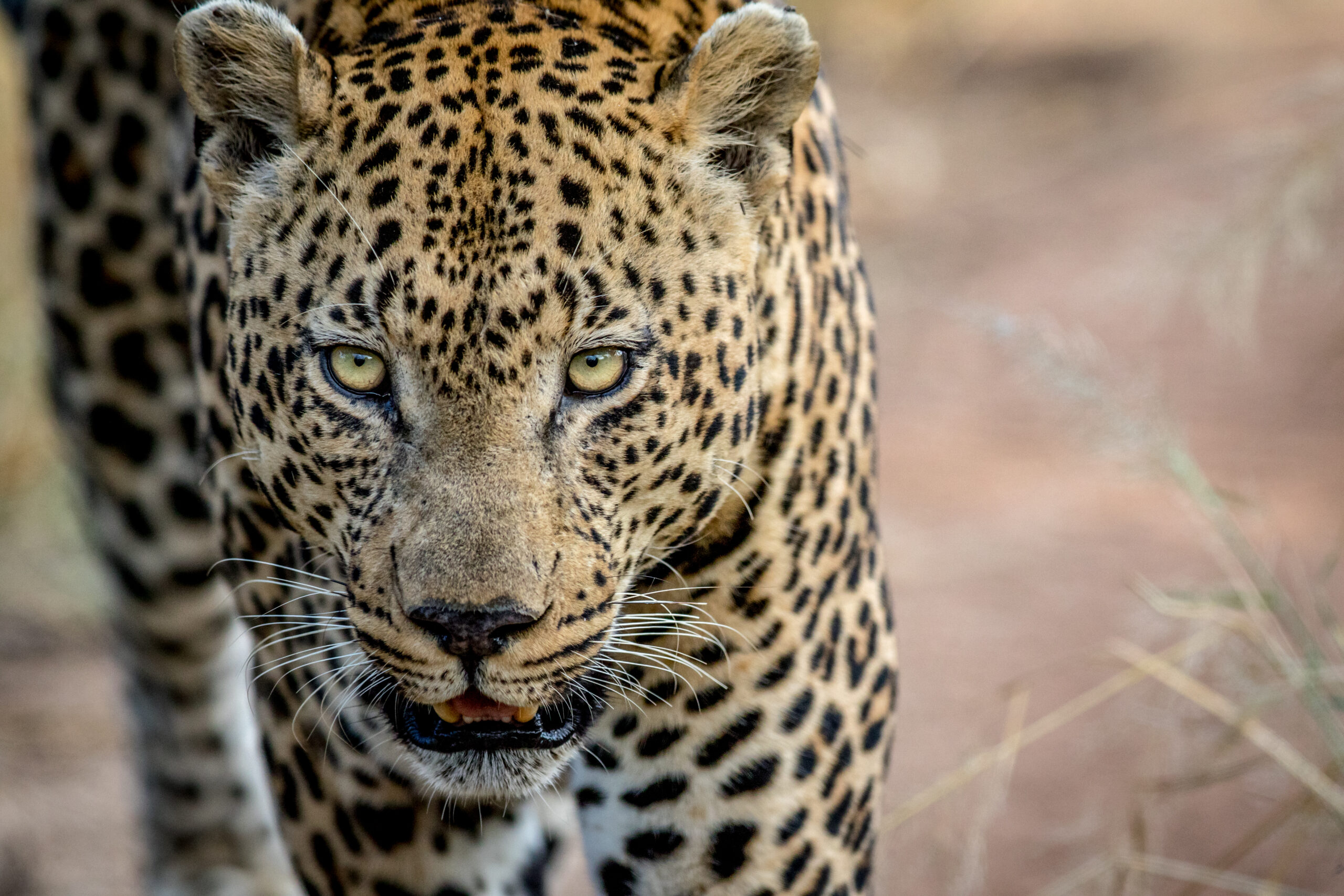 Leopard starring at the camera in the Kruger National Park, South Africa.